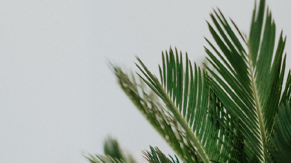 香草山 | 辦公室綠植要“對癥下藥”，快看看自己適合啥？